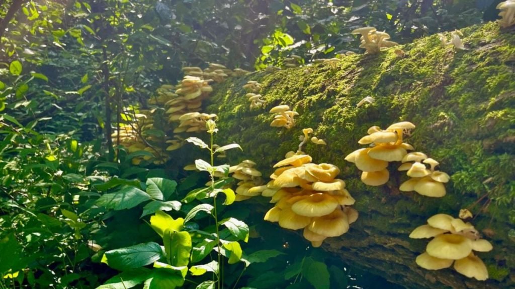 A Popular Gourmet Mushroom Is Escaping Gardens and Invading US Forests