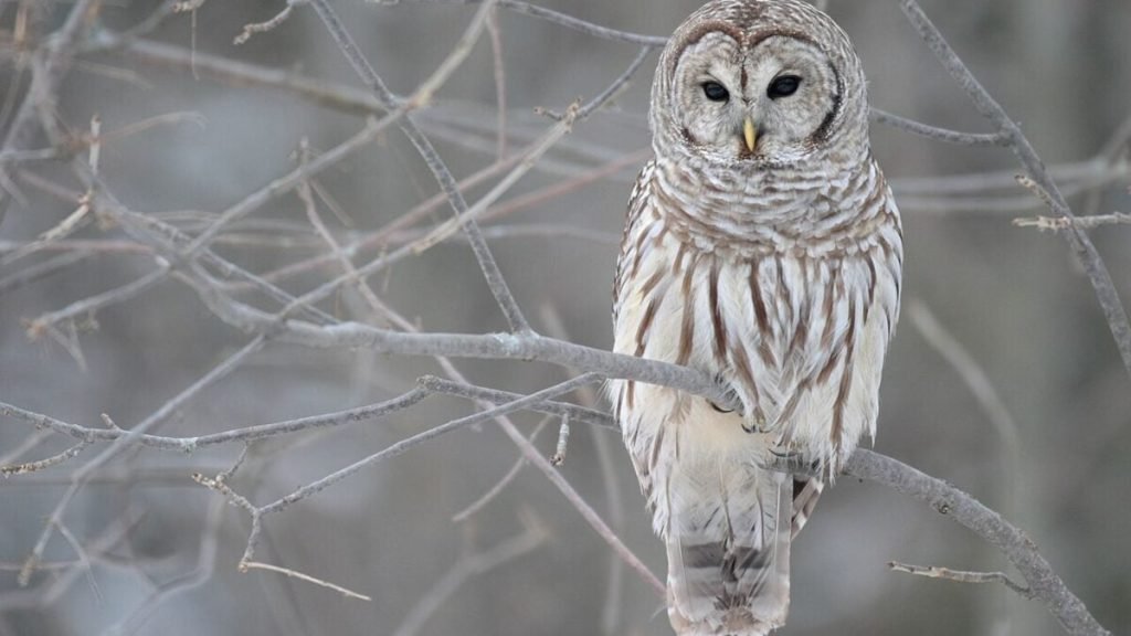 Controversial Plan to Kill 500,000 Barred Owls in U.S. Clears Major Hurdle