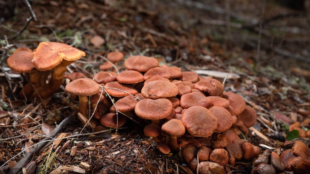 Gardeners warned to look out for mushrooms in their lawn — here's what to do