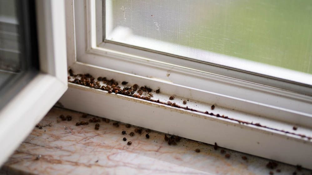 I had a ladybug infestation — here’s the hack found to deter them naturally Ladybugs on windowsill