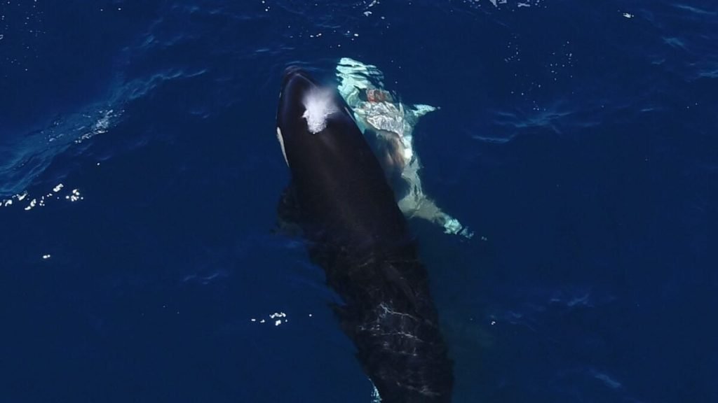 Jaw-Dropping Video Shows Orcas Flipping a Great White Shark to Feast On Its Liver Jaw-Dropping Video Shows Orcas Flipping a Great White Shark to Feast On Its Liver