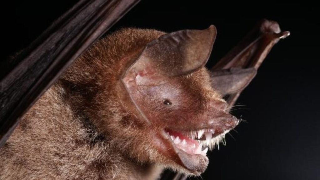New Bat Coronavirus Shares a Feature That Helped Covid-19 Infect Humans