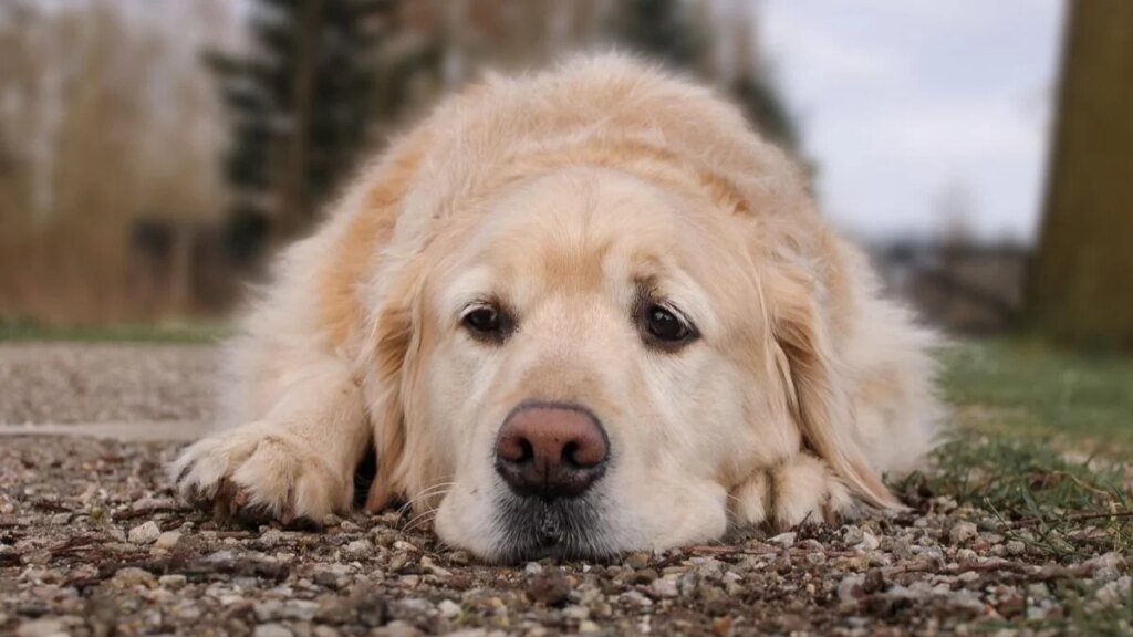 Illinois Health Officials Report First Dog Rabies Case in 31 Years Illinois Health Officials Report First Dog Rabies Case in 31 Years