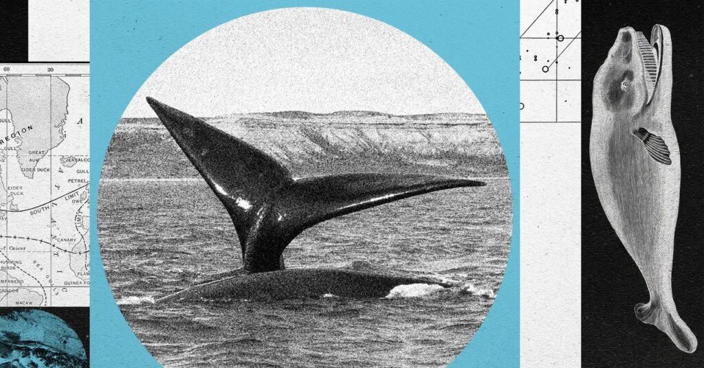 A North Atlantic Right Whale Baby Boom Is On—but the Species Remains at Risk A North Atlantic Right Whale Baby Boom Is On—but the Species Remains at Risk