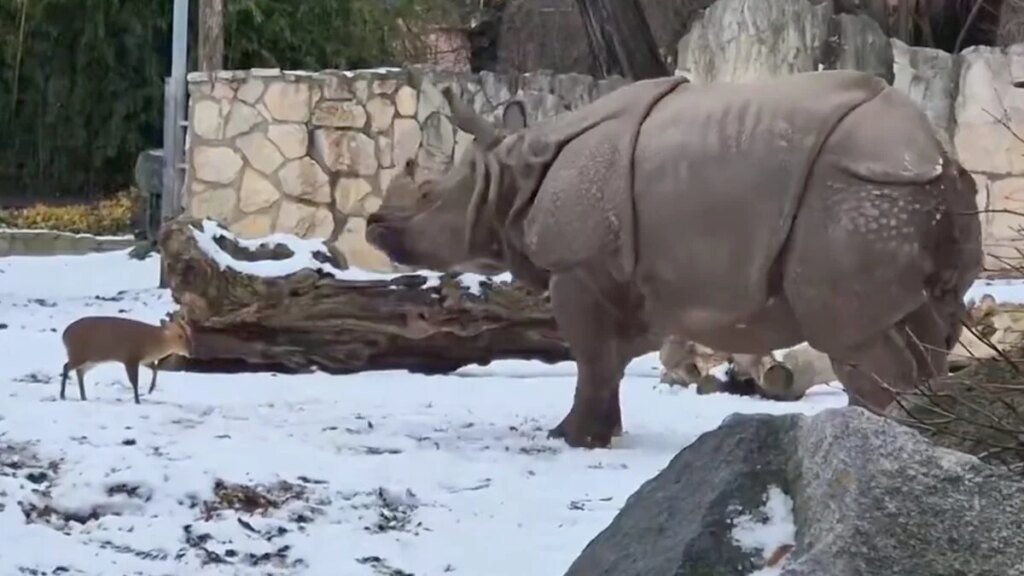 Bill Gates Warns of a Dark Trend In Depressing Annual Letter So Here's a Little Deer Guy Absolutely Owning a Rhinoceros