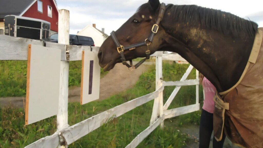 Nordic Equestrian Project Asks Horses if They Want Blankets or Not