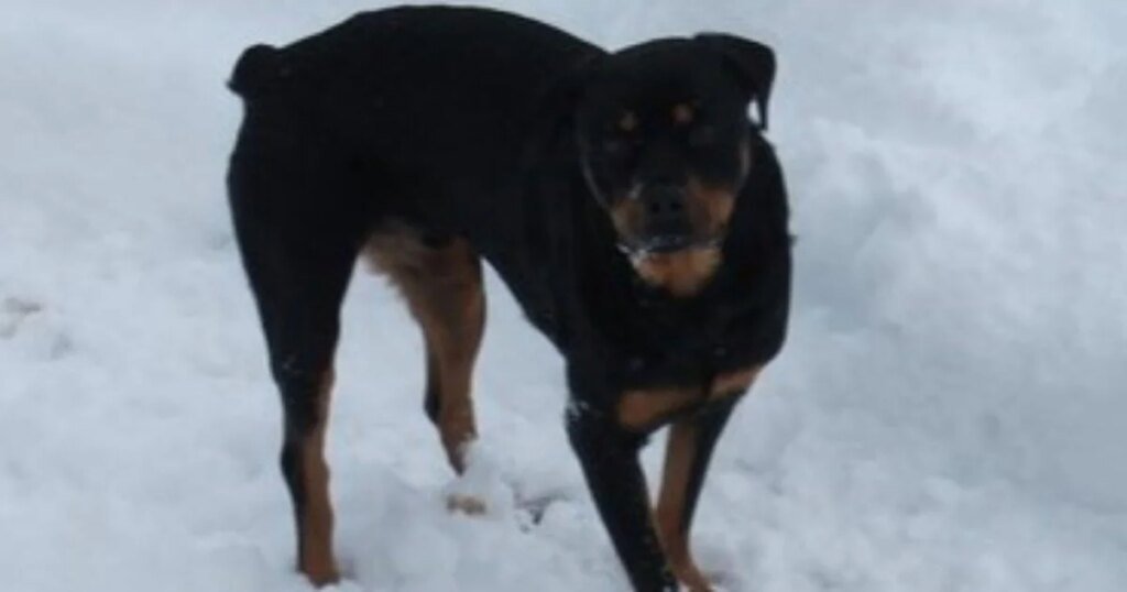 Pennsylvania woman's beloved dog disappears after her mysterious shooting