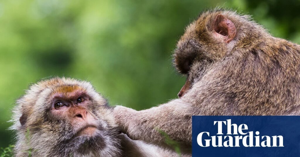 Primates’ same-sex sexual behaviour ‘may reinforce bonds amid environmental stress’ | Animal behaviour