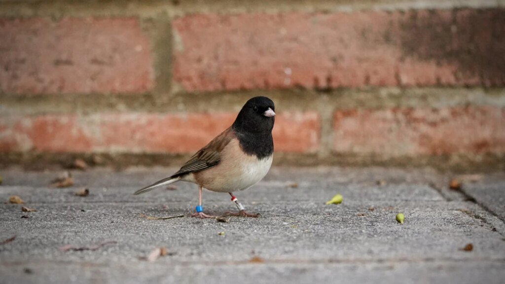 The Songbird’s Beak Did a Full ‘Pinocchio’ During and After Covid