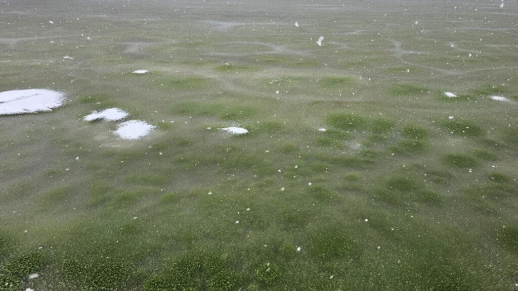 Whoa, Why Has This Frozen Lake Turned Green?