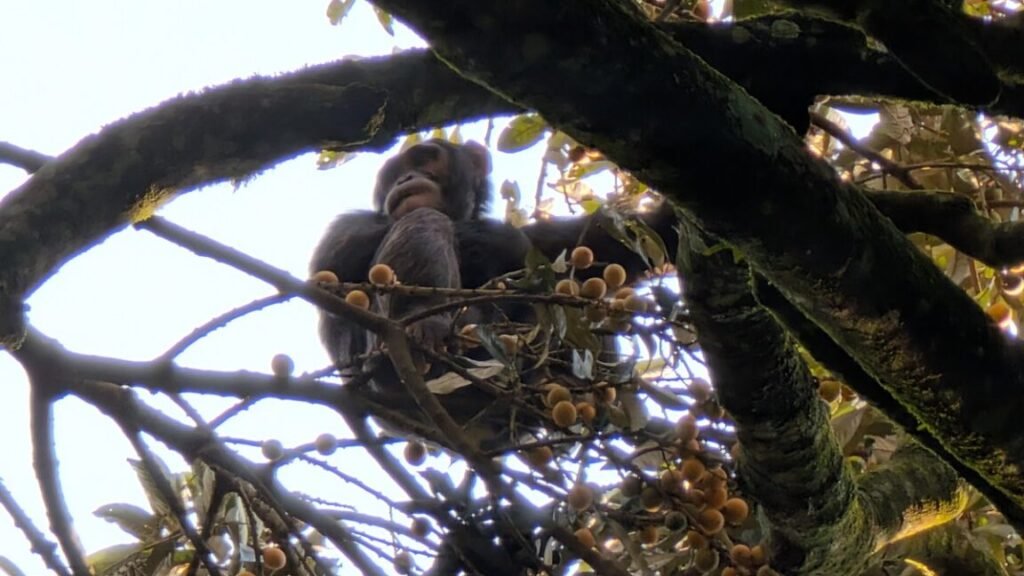 A western chimpanzee sitting in a tree laden with fruit at Ngogo in Uganda.