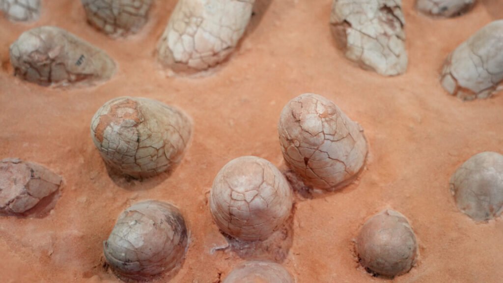Dinosaur eggshells can reveal the age of other fossils Image of a brownish rock with lots of cracked oval shapes embedded in it.