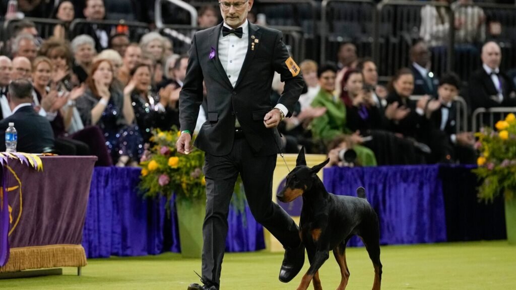 Penny the Doberman pinscher wins the 150th Westminster dog show : NPR