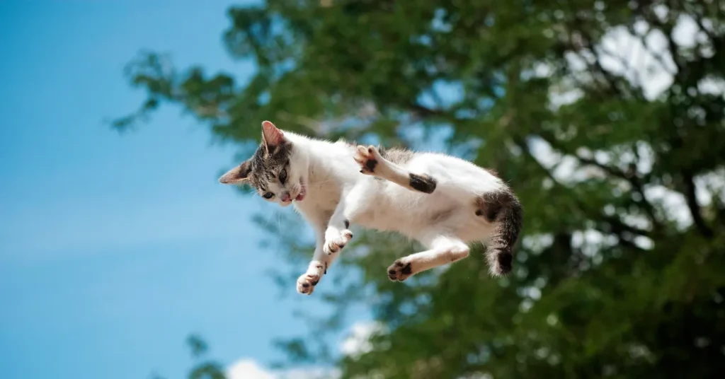 A New Study Details How Cats Almost Always Land on Their Feet A New Study Details How Cats Almost Always Land on Their Feet