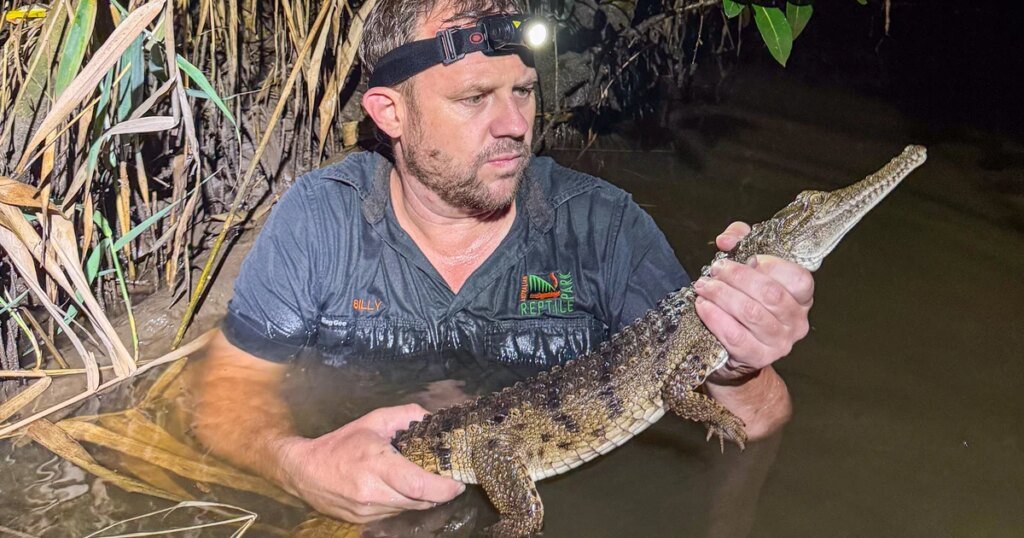 Crocodile found by boy lurking in a creek near family’s home, 1,200 miles from its tropical habitat Crocodile found by boy lurking in a creek near family's home, 1,200 miles from its tropical habitat