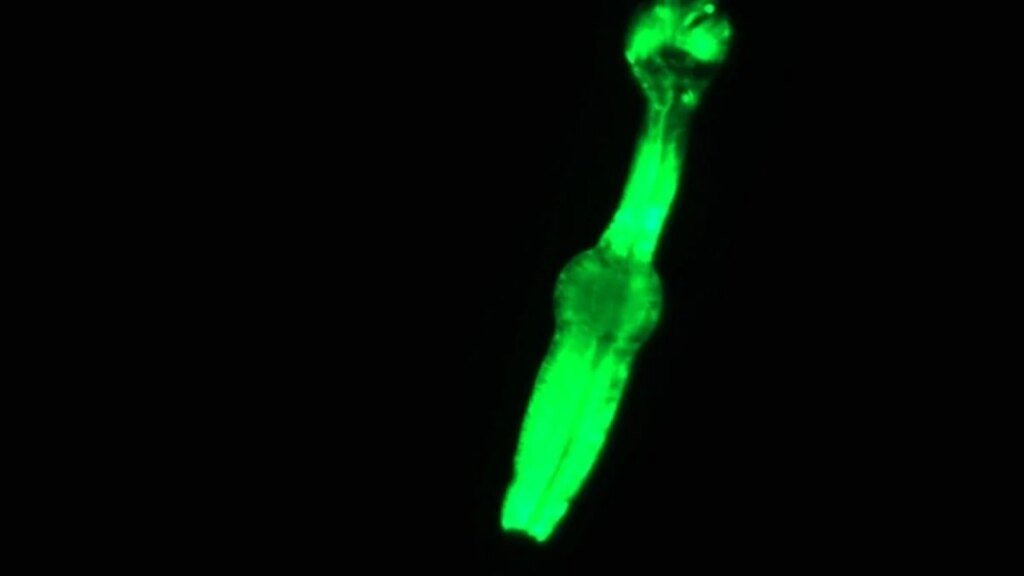 A Crew of Worms on the ISS Aims to Help Scientists Unlock the Secrets of Space Travel