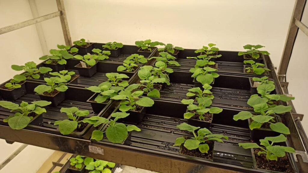 Scientists Create Plant That Produces Ayahuasca, Shrooms, and Toad Psychedelics All At Once