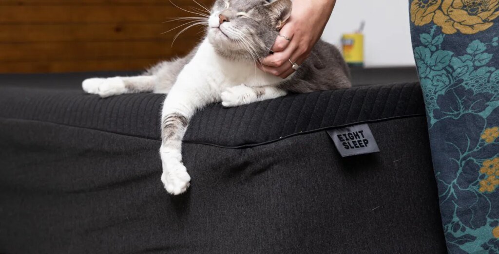 My $5K smart bed needs to shut the hell up
