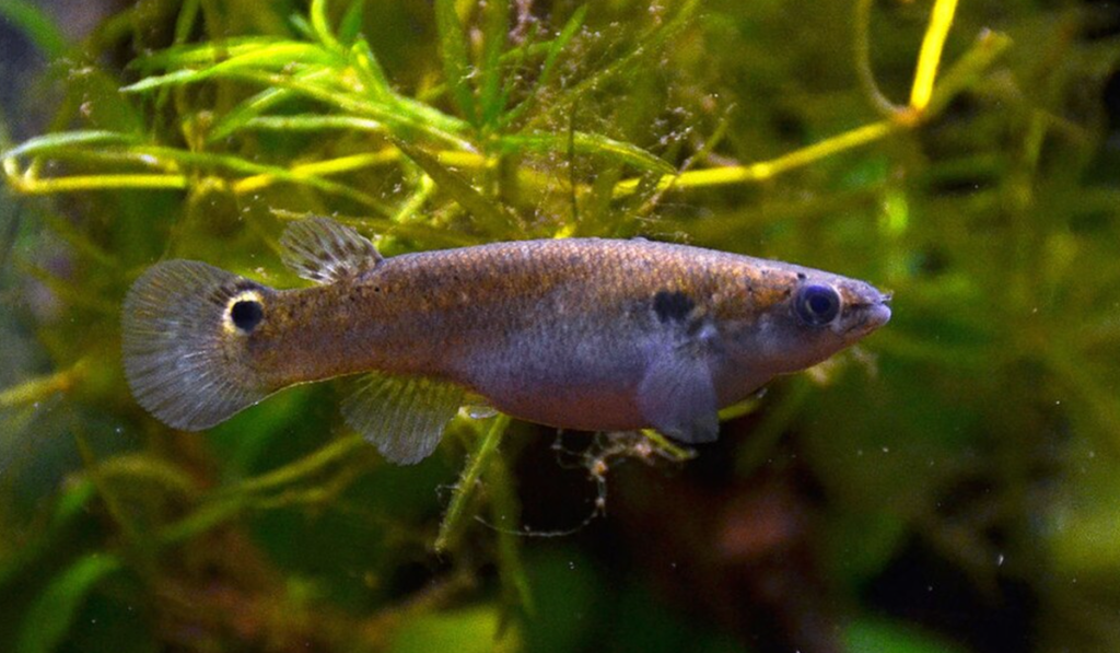 Scientists Gave ‘Aggressive’ Fish Psychedelic Drugs. A Breakthrough Came Next