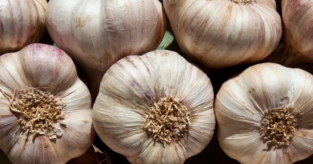 Why Garlic Repels Mosquitoes and Keeps Them From Breeding Why Garlic Repels Mosquitoes and Keeps Them From Breeding